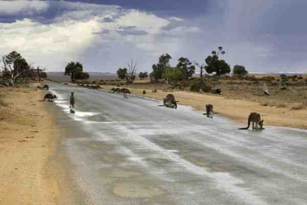 Kangaroos drinking