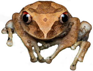 Inquisitive frog