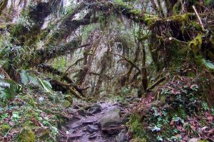Jungle trail Nepal