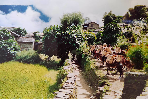 Ghandruk village donkeys