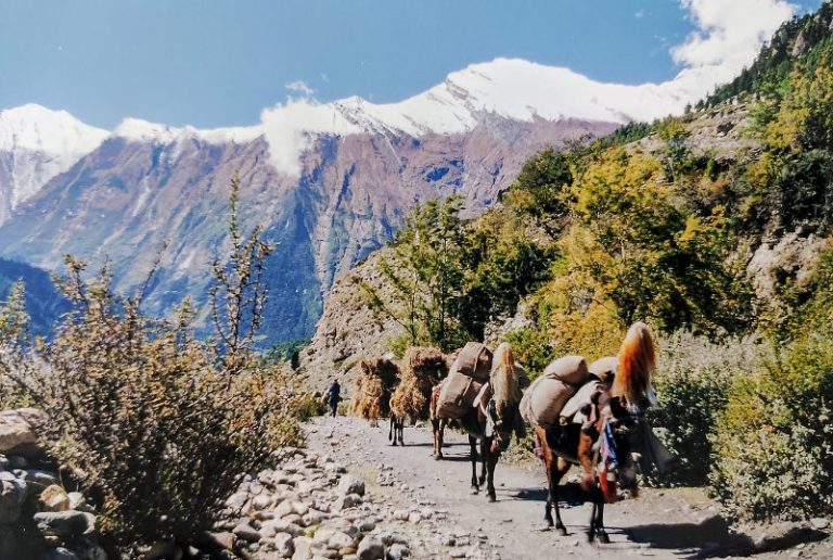 Donkeys in mountains